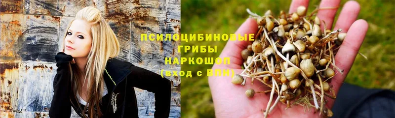 OMG зеркало  Медынь  Галлюциногенные грибы GOLDEN TEACHER  где можно купить наркотик 